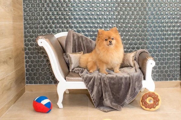 Ofurô e enxoval completo: veja os mimos de luxo dos pets de Brasília