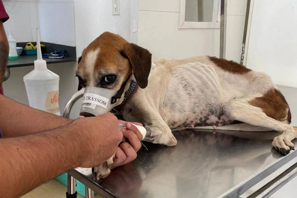Morre “Chiquinha”, cadela vítima de maus-tratos resgatada pela PCDF