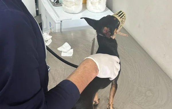 imagem colorida. Cão resgatado