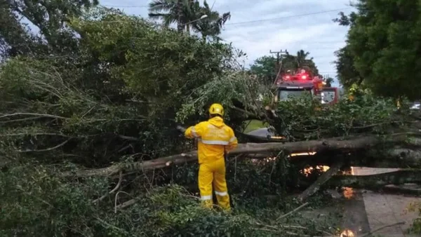 Imagem colorida de árvore caida em Criciúma (SC) devido a chuvas - Metrópoles