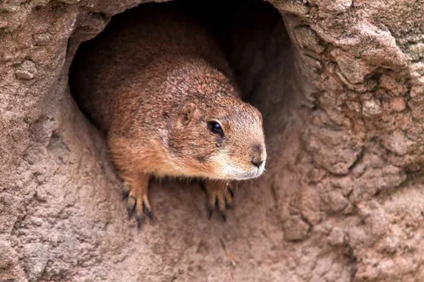Marmota