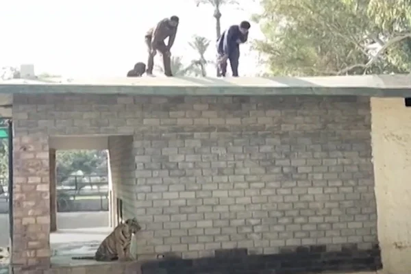 Imagem colorida mostra jaula de tigre onde homem foi encontrado morto no Paquistão - Metrópoles