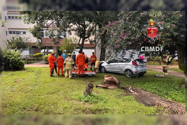 carro bate em árvore na Asa Sul