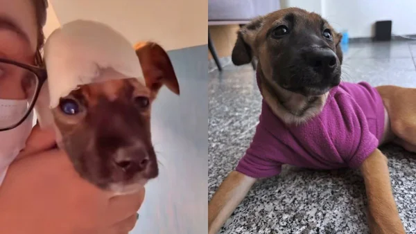 Fotos antes e depois de cadela resgatada após maus-tratos