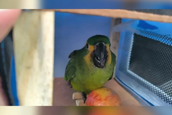 Traficantes pintam maritacas e tentam vendê-las como papagaios no Rio