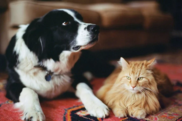 cachorro de pelagem preto e branca com gato laranja