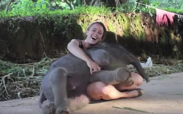 Bebê elefante se joga no colo de visitantes para pedir carinho