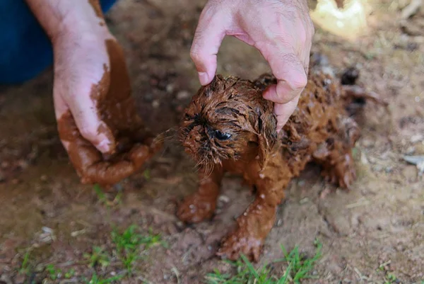 Conselho de veterinários busca voluntários para atender em Brumadinho