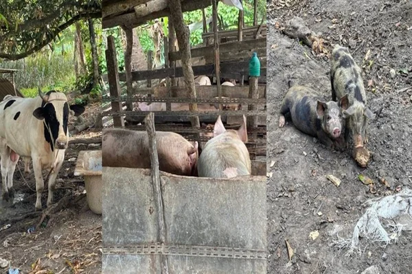 Polícia fecha matadouro clandestino, apreende animais e prende 15 pessoas