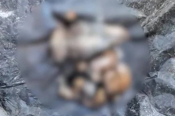 Cães decapitados