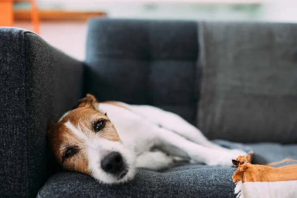 Saiba identificar 10 sinais de que o cachorro está com câncer