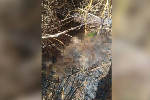 Uma ossada humana foi encontrada em uma mata localizada no Núcleo Rural Desembargador Colombo Cerqueira, também conhecida com Pinheiral do Paranoá. Segundo a Polícia Civil do Distrito Federal (PCDF), o cadáver possuía duas marcas de perfurações no crânio que são compatíveis com projéteis de arma de fogo, agora, serão realizados novos exames que tentarão identificar o DNA do esqueleto.
