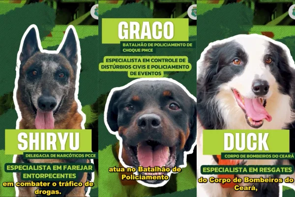 Heróis de quatro patas: conheça equipe canina das forças de segurança