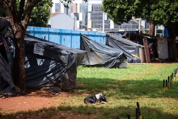 Foto tirada de dia de barracas feitas de sacos de lixos preto em campo aberto . No centro da foto, um cachorro preto e branco deitado.