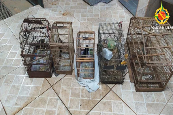 PMDF resgata pássaros silvestres mantidos em gaiolas na Estrutural