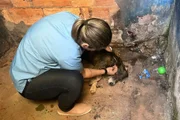 Acusado é suspeito de ter cometido crimes contra outros animais e pessoas Acusado é suspeito de ter cometido crimes contra outros animais e pessoas