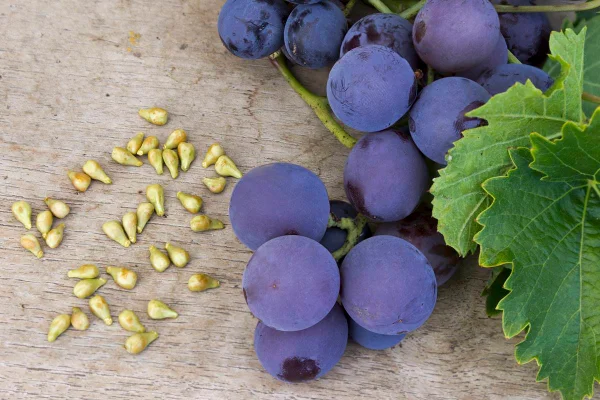 Foto colorida de cacho de uva e sementes da fruta - Metrópoles