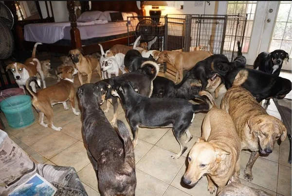 Mulher abriga 97 cachorros de rua para protegê-los do furacão Dorian