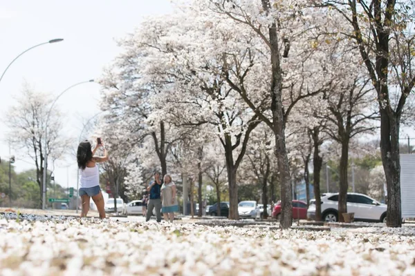 Ipês brancos começam a florir as ruas de Brasília. Veja fotos