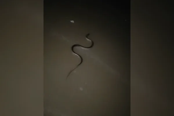 Imagem colorida de uma cobra rastejando pela faixa de areia da praia de Bertioga - Metrópoles