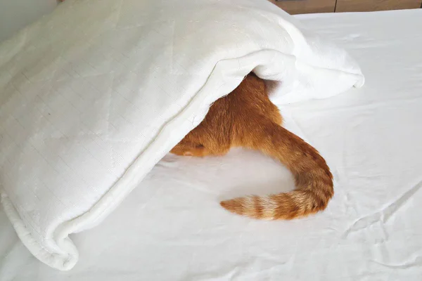 Foto colorida de um gato laranja escondido embaixo de um travesseiro branco com o rabo para fora em cima da cama - Metrópoles