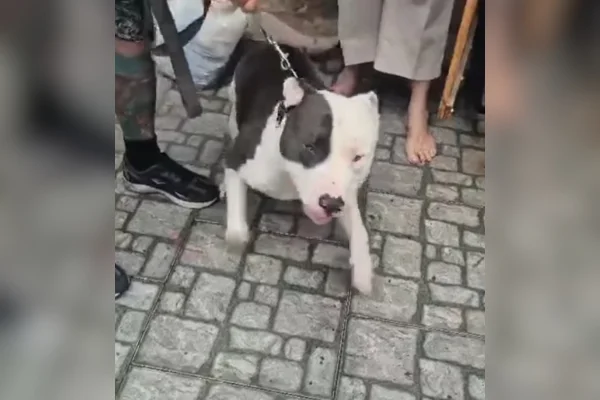 Imagem colorida de cachorro em coleira. Atropelamento do animal é investigado pela polícia - Metrópoles