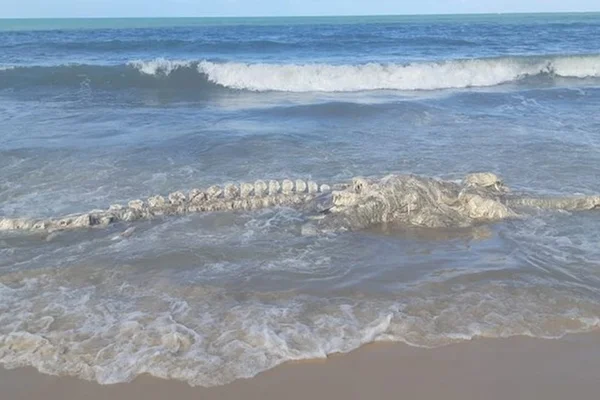 Misterioso esqueleto de quase 8 metros é encontrado em praia no Brasil