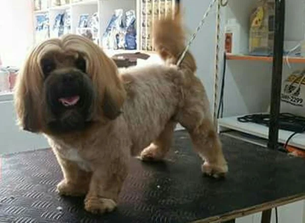 Grupo rouba carro de pet shop, leva cães e deixa donos angustiados