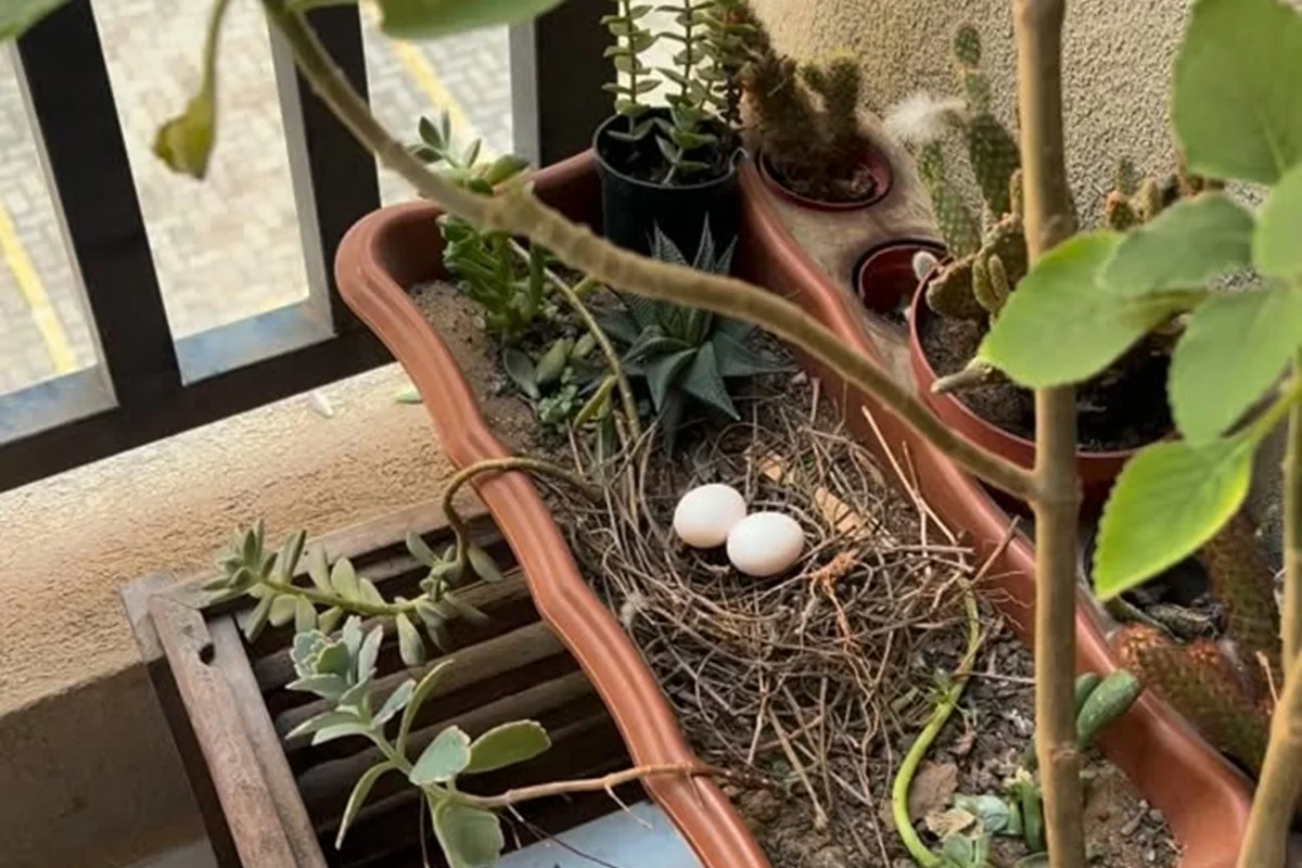 Pomba escolhe vaso em jardim para fazer ninho e conquista moradora