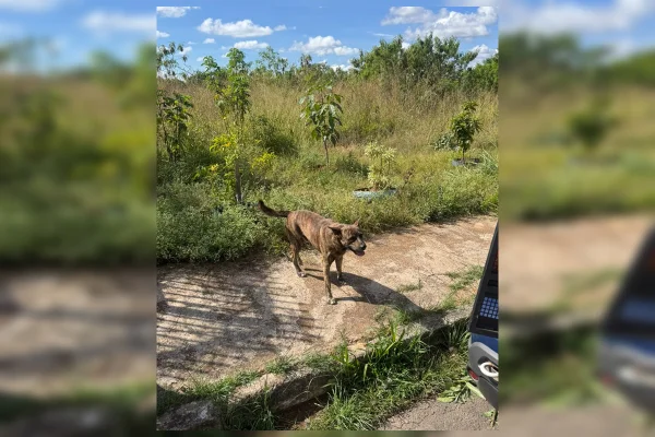 Homem de 68 anos é preso em flagrante por estuprar cachorro no DF