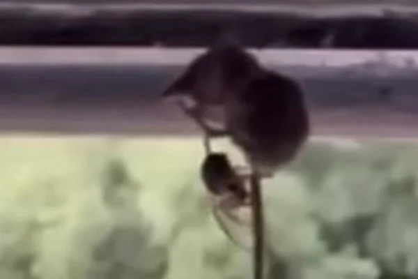 Imagem colorida mostra aranha se alimentado de musaranho - Metrópoles