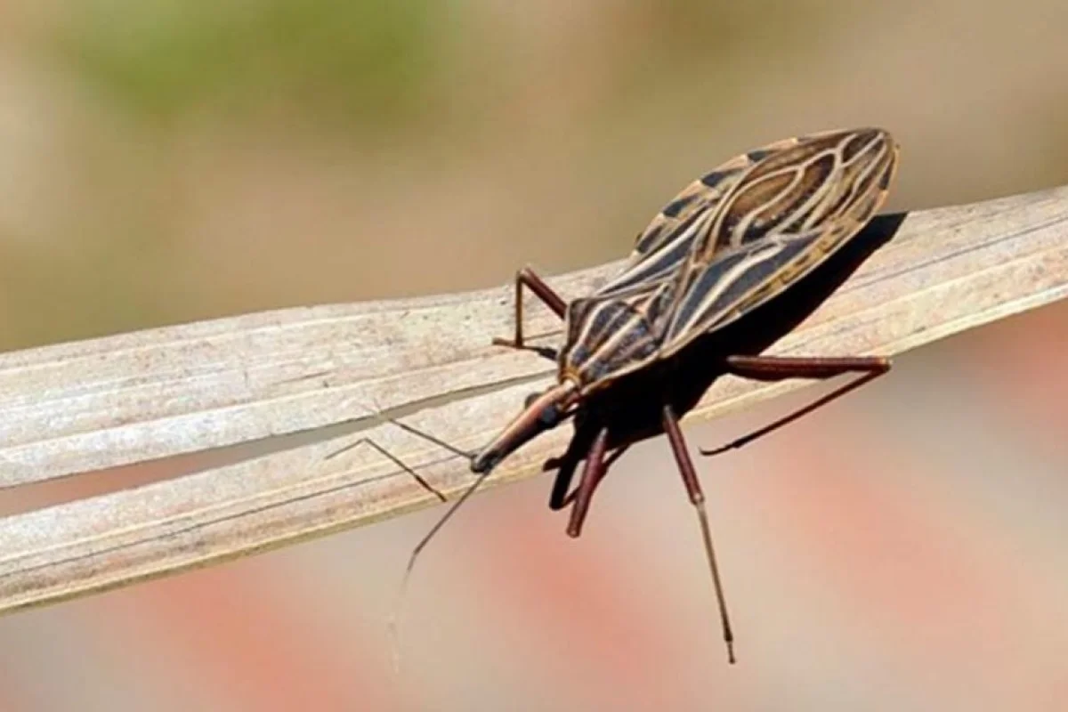 Anvisa aprova medicamento para tratar doença de Chagas em crianças