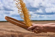 El Niño tem 90% de chance de ser “muito forte” no Brasil durante primavera - imagem 4