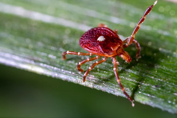 Imagem do carrapato - Amblyomma americanum andando sob uma folha vermelha. Metrópoles