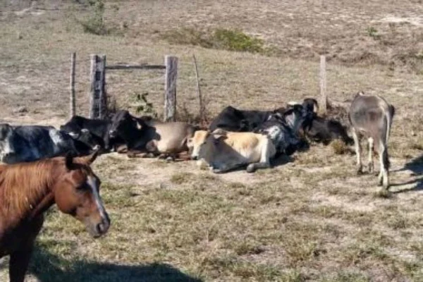 BA: polícia recupera animais furtados avaliados em mais de R$ 100 mil