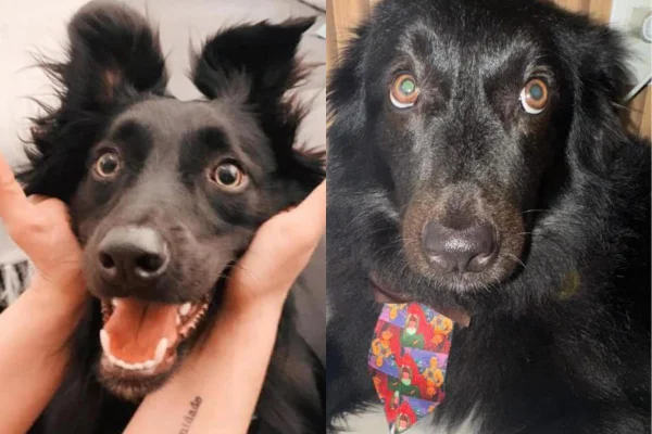 A Polícia Civil investiga o caso. O cachorro foi encontrado morto em um matagal dias após tutora ter deixado ele na creche - Metrópoles