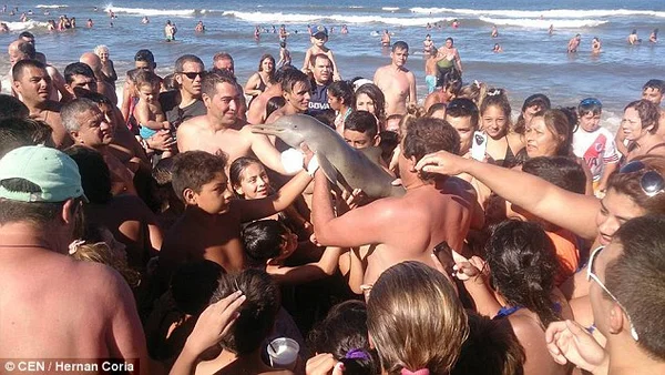 Golfinho morre após ser retirado do mar por banhistas que queriam fazer selfies