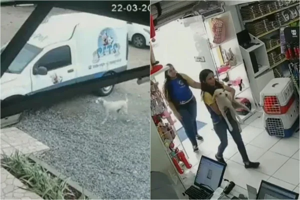 Imagem colorida mostra cadela chegando a pet shop - Metrópoles