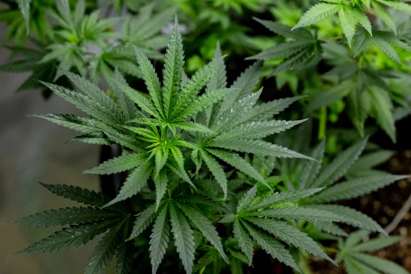 Folhas de maconha, cannabis em fundo escuro, belo cenário, cultivo indoor. Metrópoles