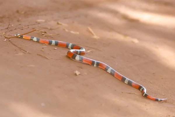 Vídeo: mulher encontra cobra em pista de corrida no Parque de Águas Claras