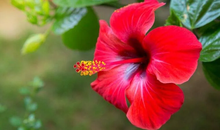 <b>Hibisco (Hibiscus):</b> De aspecto exótico e rara beleza, o hibisco também é uma das preferidas para casas e apartamentos. Esta planta pode ser bastante perigosa para os pets. As flores e as folhas do hibisco são tóxicas e causam vômito, diarreia, náusea e perda de apetite <b>Hibisco (Hibiscus):</b> De aspecto exótico e rara beleza, o hibisco também é uma das preferidas para casas e apartamentos. Esta planta pode ser bastante perigosa para os pets. As flores e as folhas do hibisco são tóxicas e causam vômito, diarreia, náusea e perda de apetite