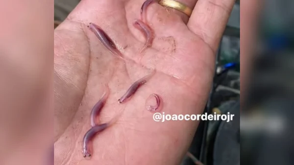 Vários peixes pequenos na mão de pescador