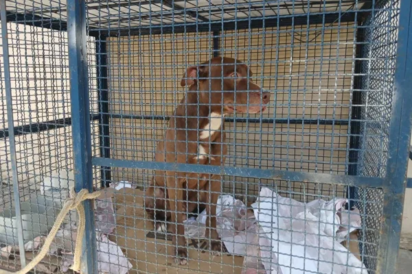 Imagem colorida de pitbull que mordeu 6 crianças - Metrópoles