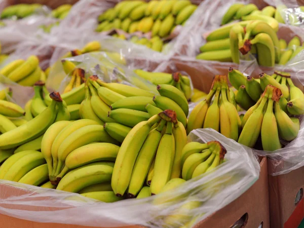 Foto colorida de carregamento de bananas. Imagem ilustrativa - Metrópoles