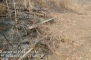 2024 foi o ano com mais queimadas no Brasil, com 30 milhões de hectares incendiados