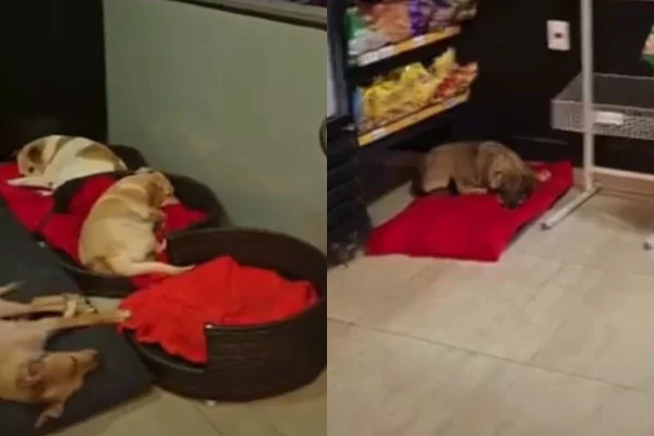 Hotel de caramelos: posto viraliza ao acolher cães comunitários