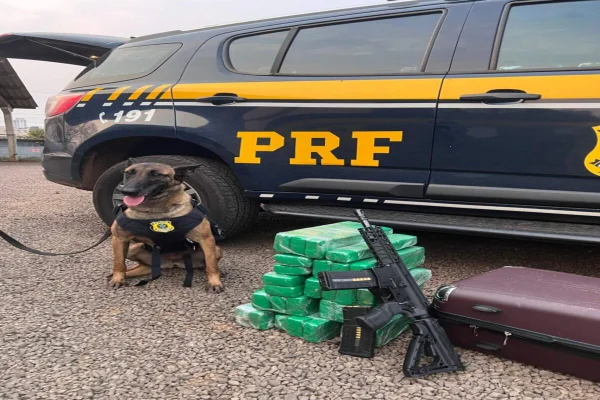 Imagem colorida, cadela da PRF após a apreensão de drogas e um fuzil