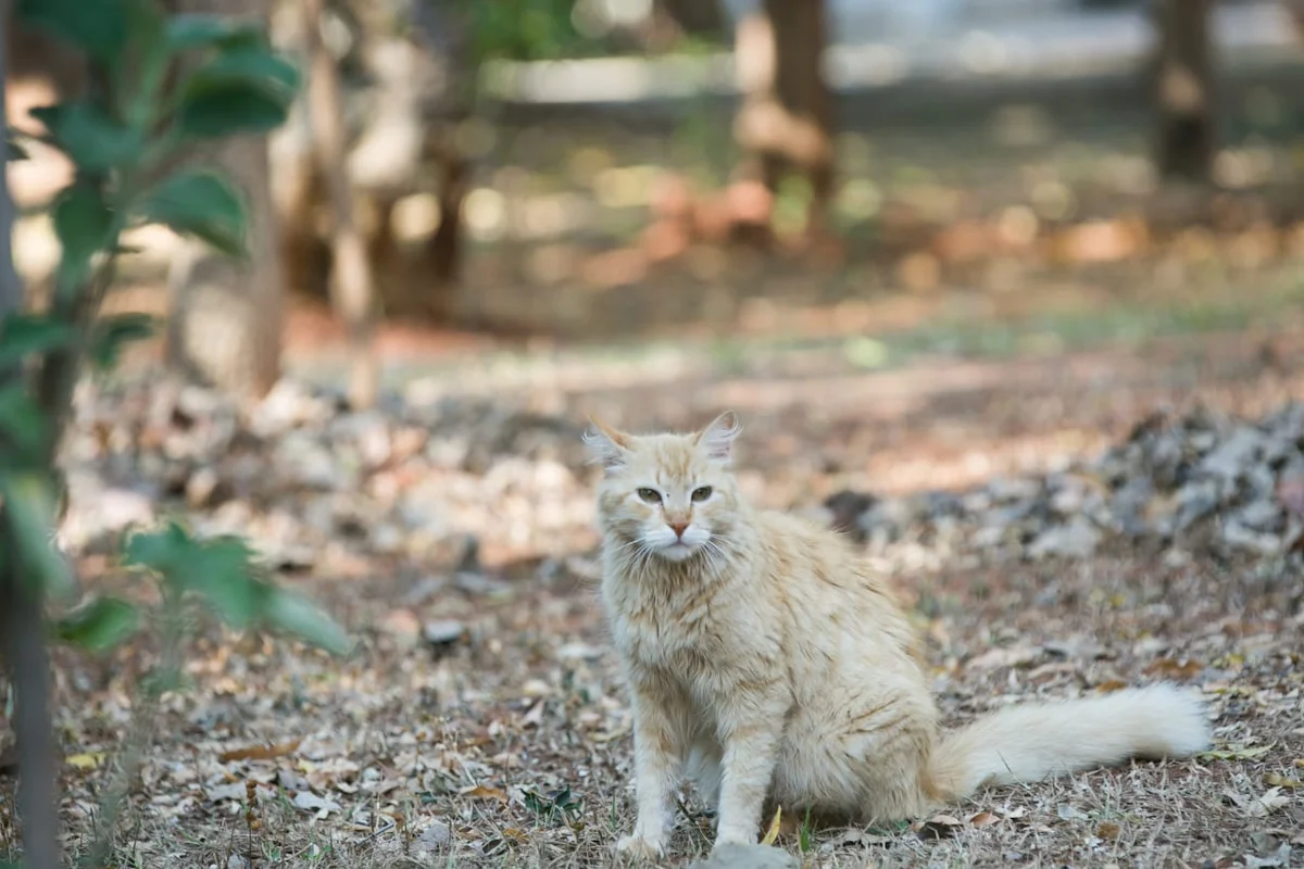 Os felinos costumam aparecer no fim da tarde para comer Os felinos costumam aparecer no fim da tarde para comer