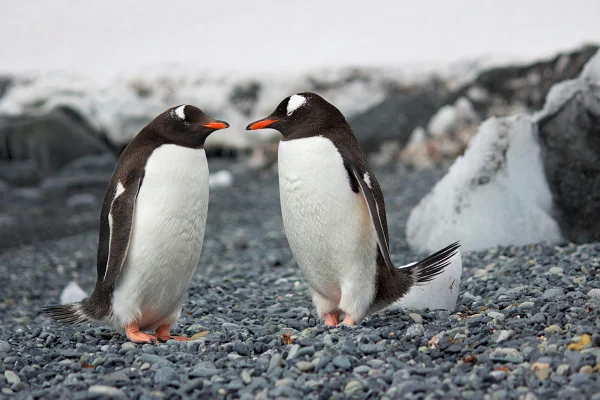 Foto em close-up de dois pinguins na Antártida. Metrópoles