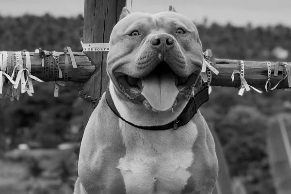 Ragnar, cãozinho tiktoker, em foto e preto e branco - Metrópoles